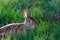 Wild rabbit in the grass