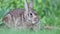 Wild Rabbit in grass goes from relaxed to alert with ears moving big eyes fast nose twitch