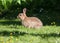 Wild Rabbit in Grass Meadow