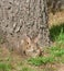 Wild Rabbit with a Grin