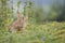 Wild rabbit hiding behind nettles