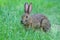 Wild rabbit munching on clover.