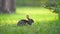 Wild rabbit in nature. Grey small hare eating grass on Florida backyard