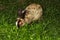 Wild rabbit in the night at Khao Yai national park