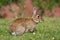 Wild rabbit (Oryctolagus cuniculus)