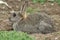 A Wild Rabbit, Orytolagus cuniculus, feeding on vegetation on Skomer Island.