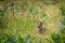 Wild rabbit peering out from long grass