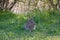 Wild rabbit in South England. Rabbit sitting in the grass