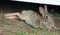 Wild Rabbit Stretching