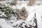 Wild rabbit in winter forest. Cottontail rabbit on snow