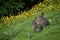 Wild rabbits and flowers