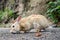 Wild rabbits at Okunoshima island