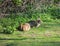 Wild rabbits, Oryctolagus cuniculus, in clearing in park