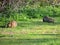 Wild rabbits, Oryctolagus cuniculus, in clearing in park