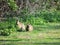 Wild rabbits, Oryctolagus cuniculus, in clearing in park