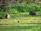 Wild rabbits, Oryctolagus cuniculus, in clearing in park