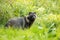 Wild raccoon dog standing in front of tall green vegetation in summer