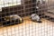 Wild raccoon dogs in a cage in captivity