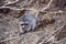 Wild raccoon looks up while it looks for food on the ground.