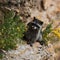 Wild Raccoon. Procyon lotor. Funny young raccoon live and play on a rock. Wildlife America