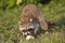 Wild Raccoons in Southern Florida