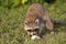 Wild Raccoons in Southern Florida