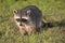 Wild Raccoons in Southern Florida
