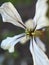 Wild radish flower