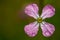 Wild radish flower covered in dew