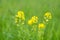 Wild Radish in natural growth environment