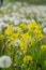 Wild Radish in natural growth environment