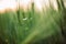 Wild radish white flowers among barley green stems in sunset light in summer field, closeup. Wildflowers and rye or wheat