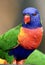 A wild rainbow lorikeet parrot