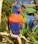 A wild rainbow lorikeet parrot