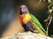 A wild rainbow lorikeet parrot in Queensland, Australia