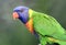 A wild rainbow lorikeet parrot in Queensland, Australia