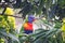 Wild Rainbow Lorikeet On Tree In Queensland, Australia