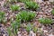 Wild Ramps - wild garlic  Allium tricoccum in the park