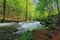 Wild rapid river in the ancient beech forest