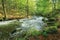 Wild rapid river in the ancient beech forest