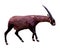 Wild rare animal Saola. Thin long horns and brown fur. endangered artiodactyl