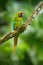 Wild rare bird in the nature habitat, sitting on the branch in Costa Rica. Wildlife scene in tropic forest. Ara ambigua, Green par