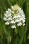 Wild and rare white form of pyramidal orchid inflorescence - Anacamptis pyramidalis