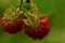 Wild raspberry on a branch ripe juicy berry fruit harvest tasty natural food