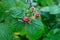 Wild raspberry bush in the forest with ripening small berries on a blurred background of green leaves