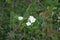 Wild raspberry flowers in dense meadow