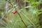 Wild raspberry plant with ripe berries, growing in the damp morning forest