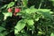Wild Raspberry plants Genus Rubus Speciies