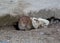 Wild rat crawls out of a hole under a concrete slab