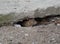 Wild rat crawls out of a hole under a concrete slab